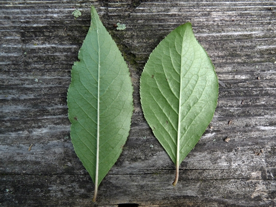 {Viburnum prunifolium}